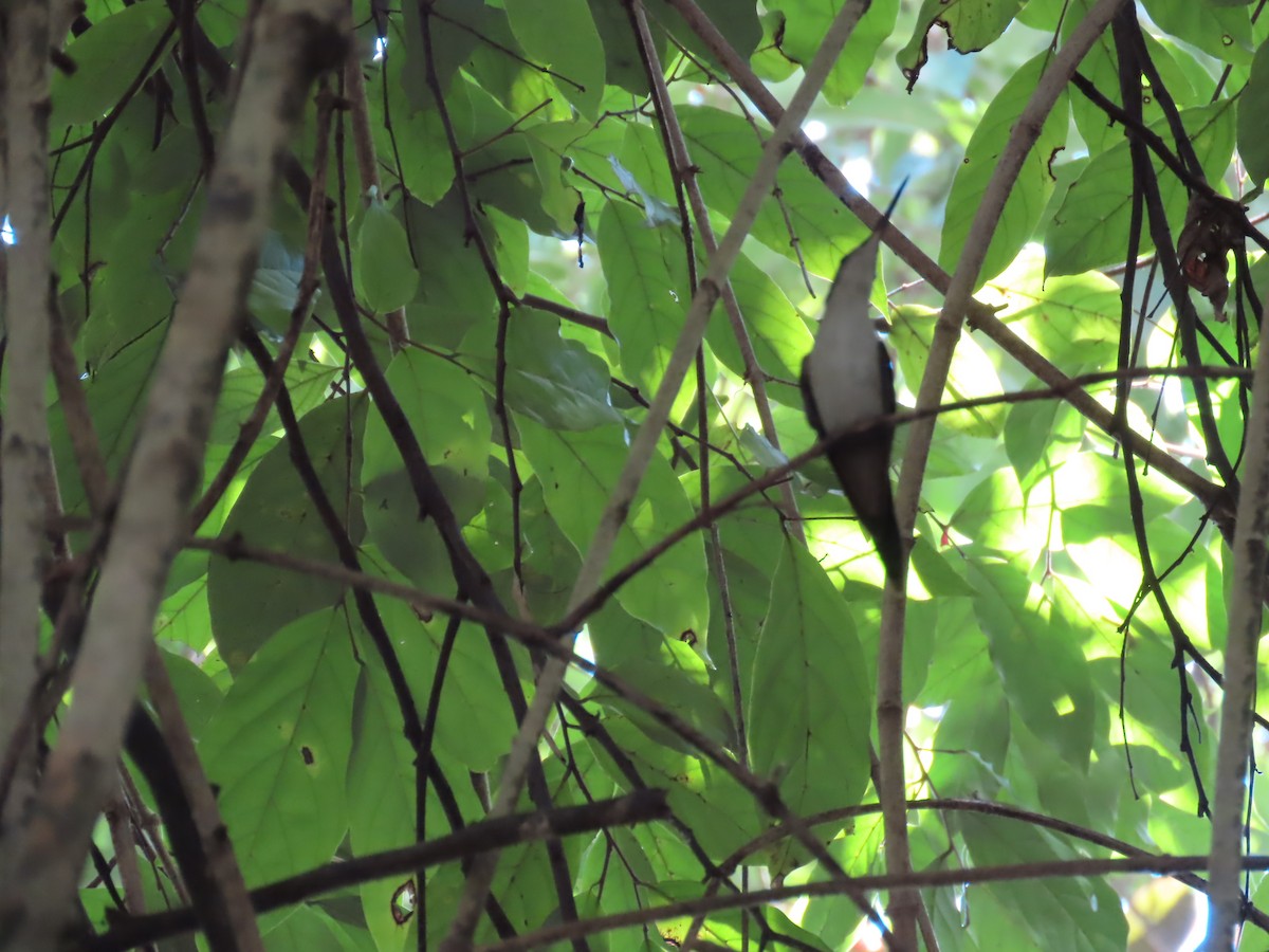 Wedge-tailed Sabrewing - ML644525332