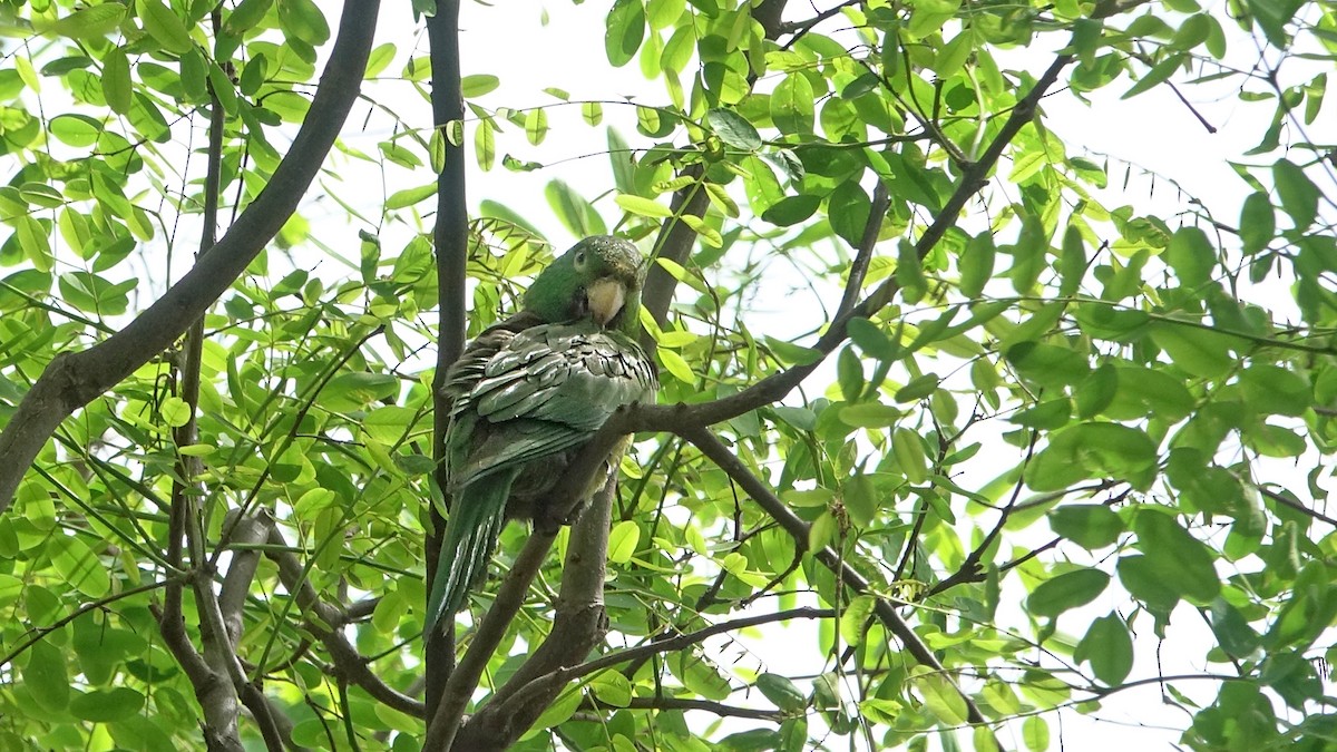 aratinga červenoskvrnný - ML644525334