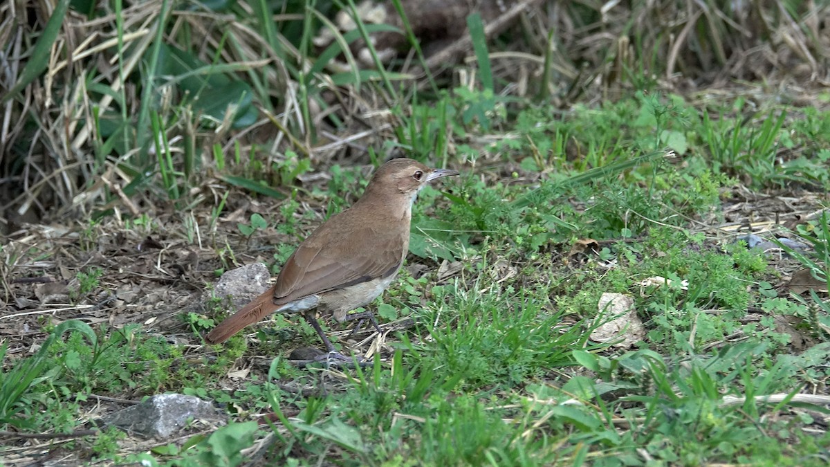 Pas Rengi Çömlekçikuşu - ML644525335