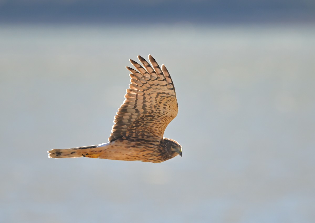 Northern Harrier - ML644525342