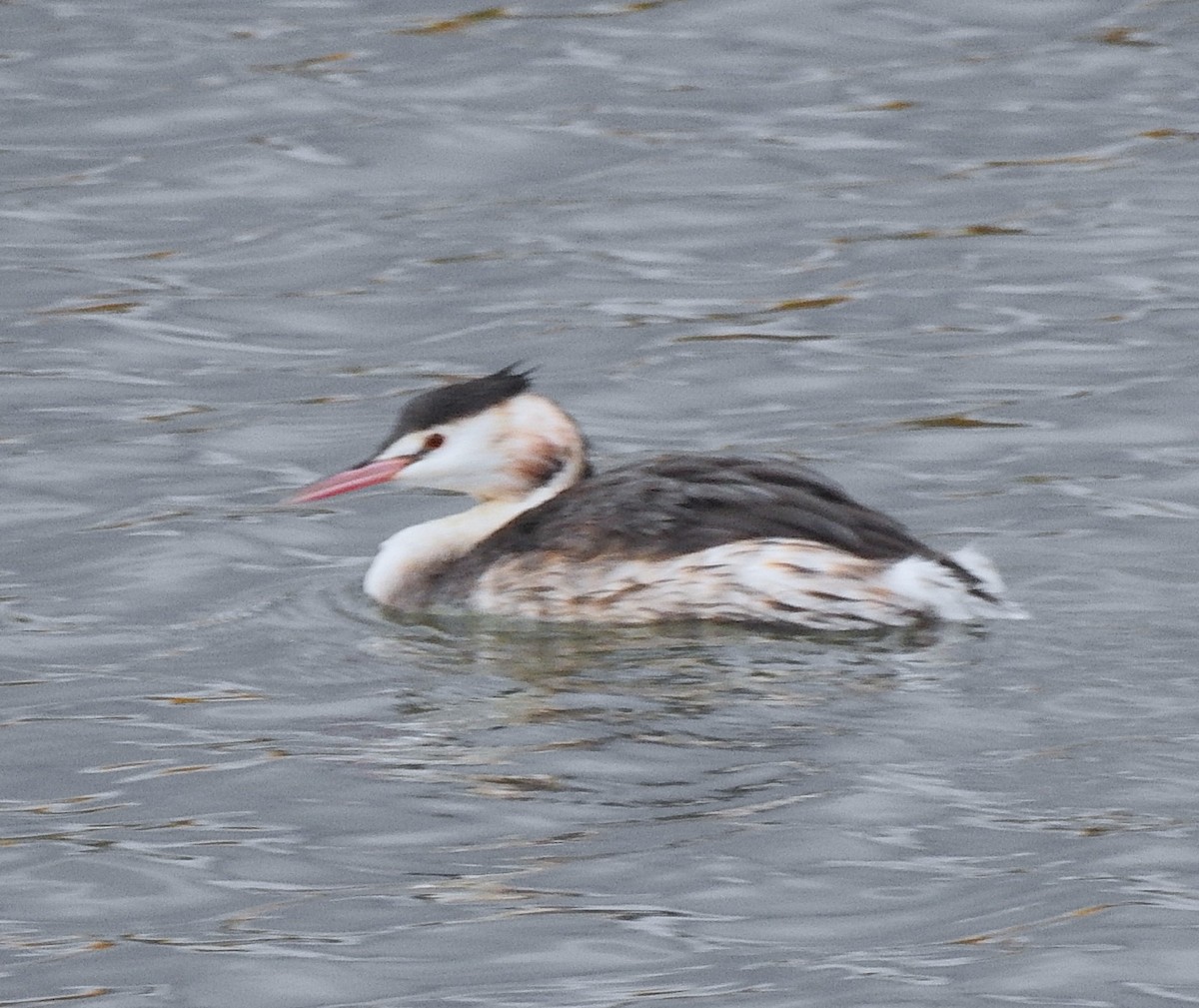 Great Crested Grebe - ML644525343