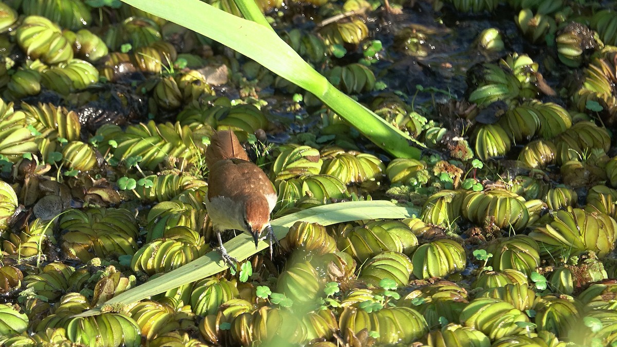 Yellow-chinned Spinetail - ML644525346
