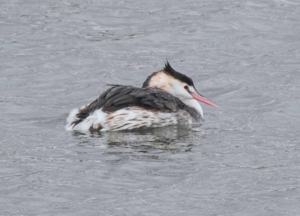Great Crested Grebe - ML644525348