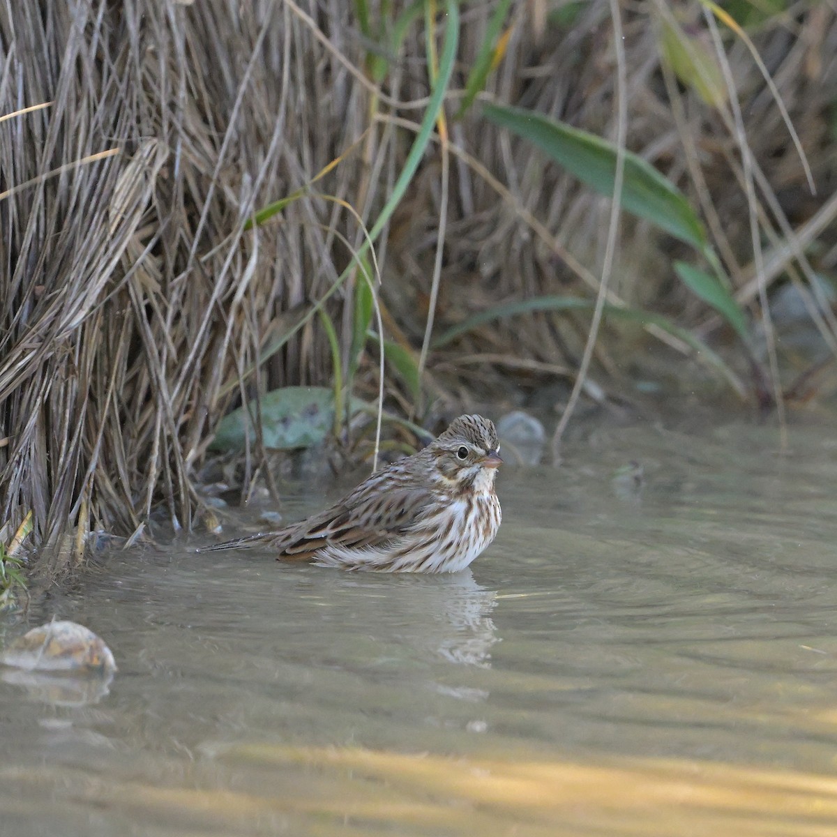 Savannah Sparrow - ML644525351