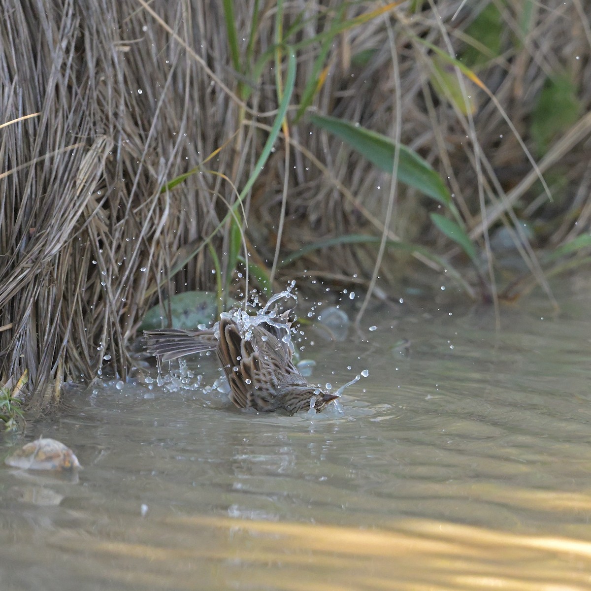 Savannah Sparrow - ML644525352