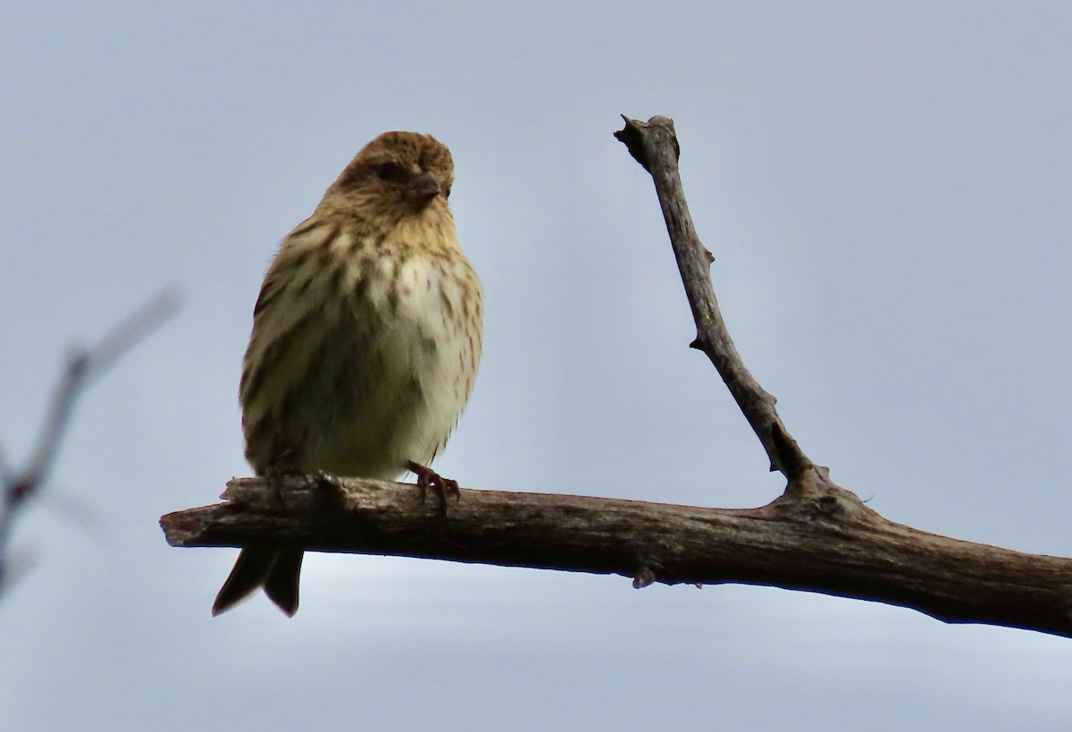 Pine Siskin - ML644525360