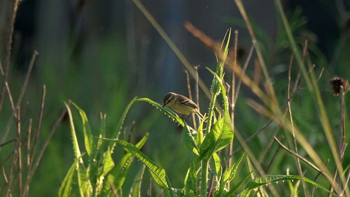 Bearded Tachuri - ML644525361