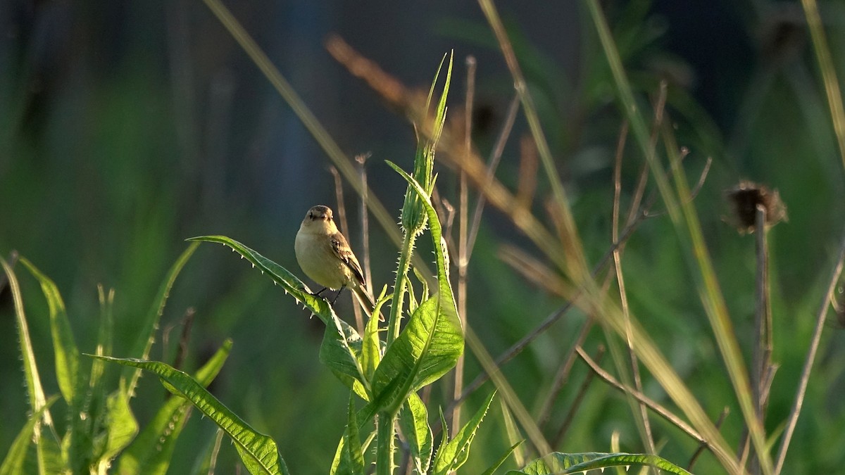 Bearded Tachuri - ML644525362