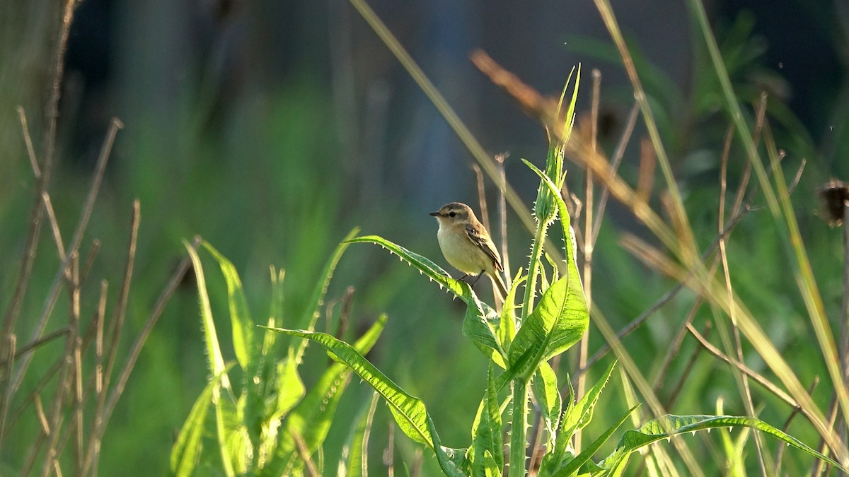 Bearded Tachuri - ML644525363