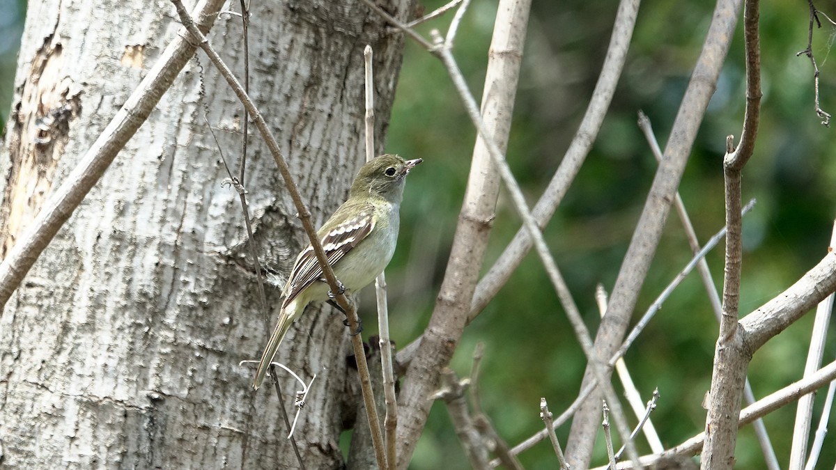Small-billed Elaenia - ML644525370