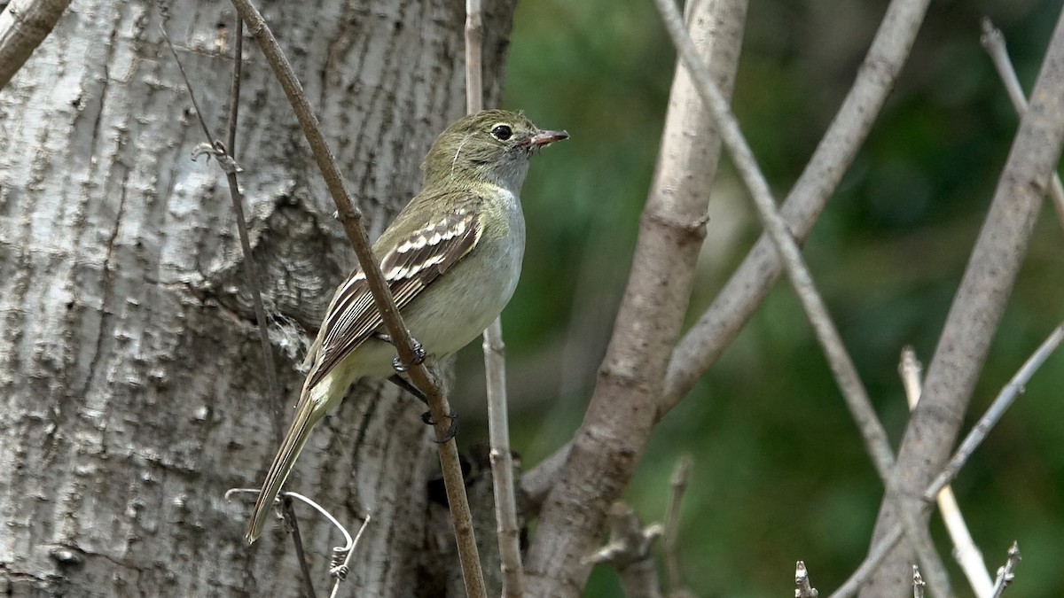 Small-billed Elaenia - ML644525371