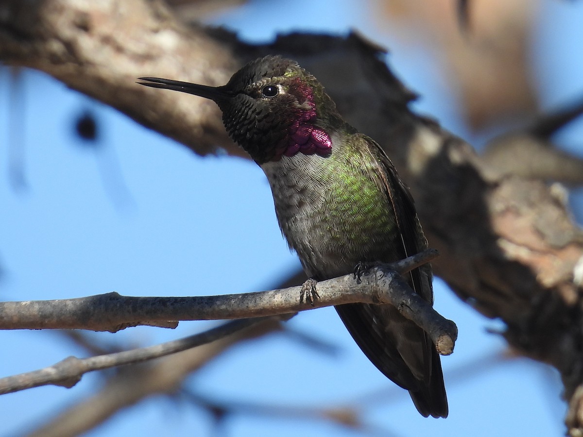 Anna's Hummingbird - ML644525377