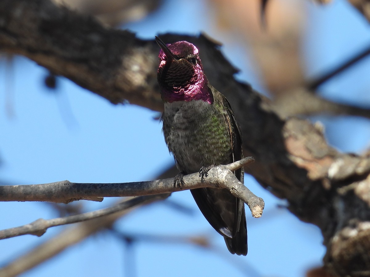 Anna's Hummingbird - ML644525378