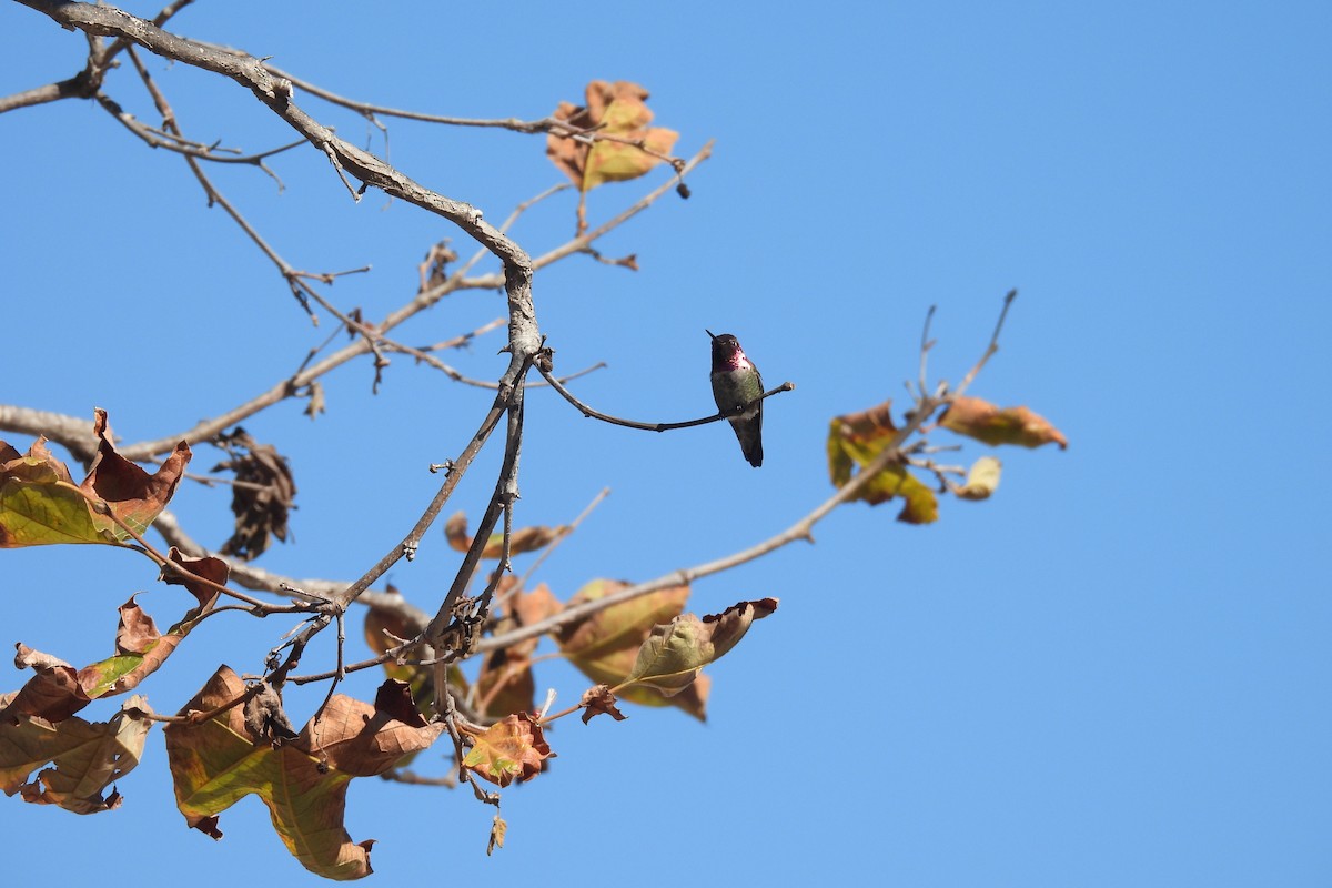 Anna's Hummingbird - ML644525379