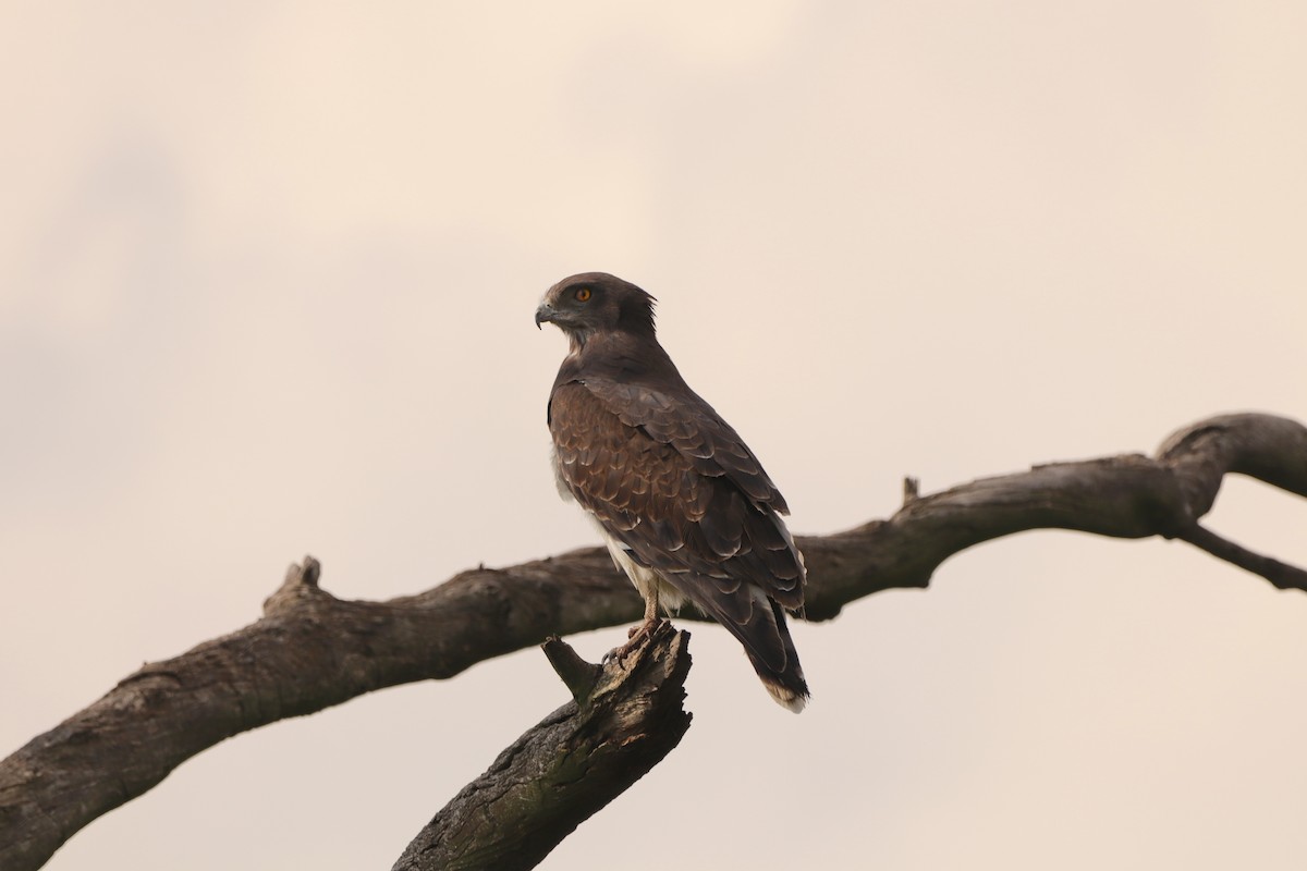 Black-chested Snake-Eagle - ML644525388