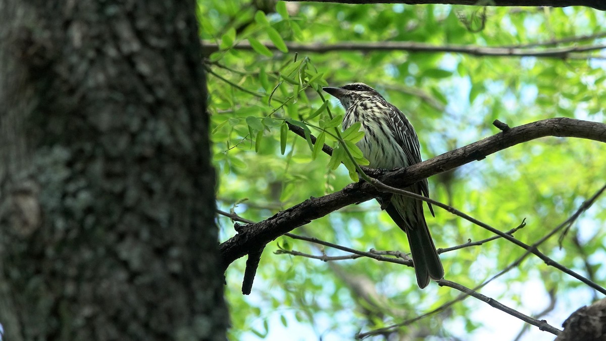 Streaked Flycatcher - ML644525391