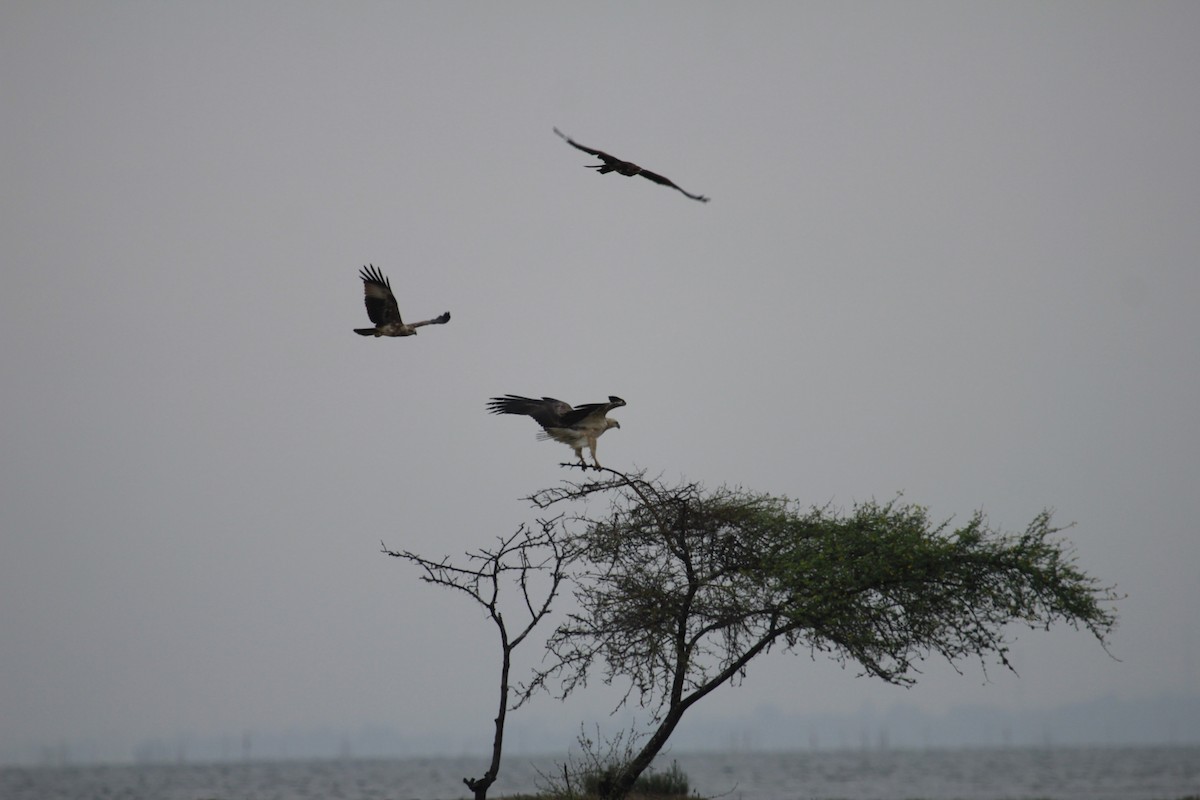 白腹海鵰 - ML644525394