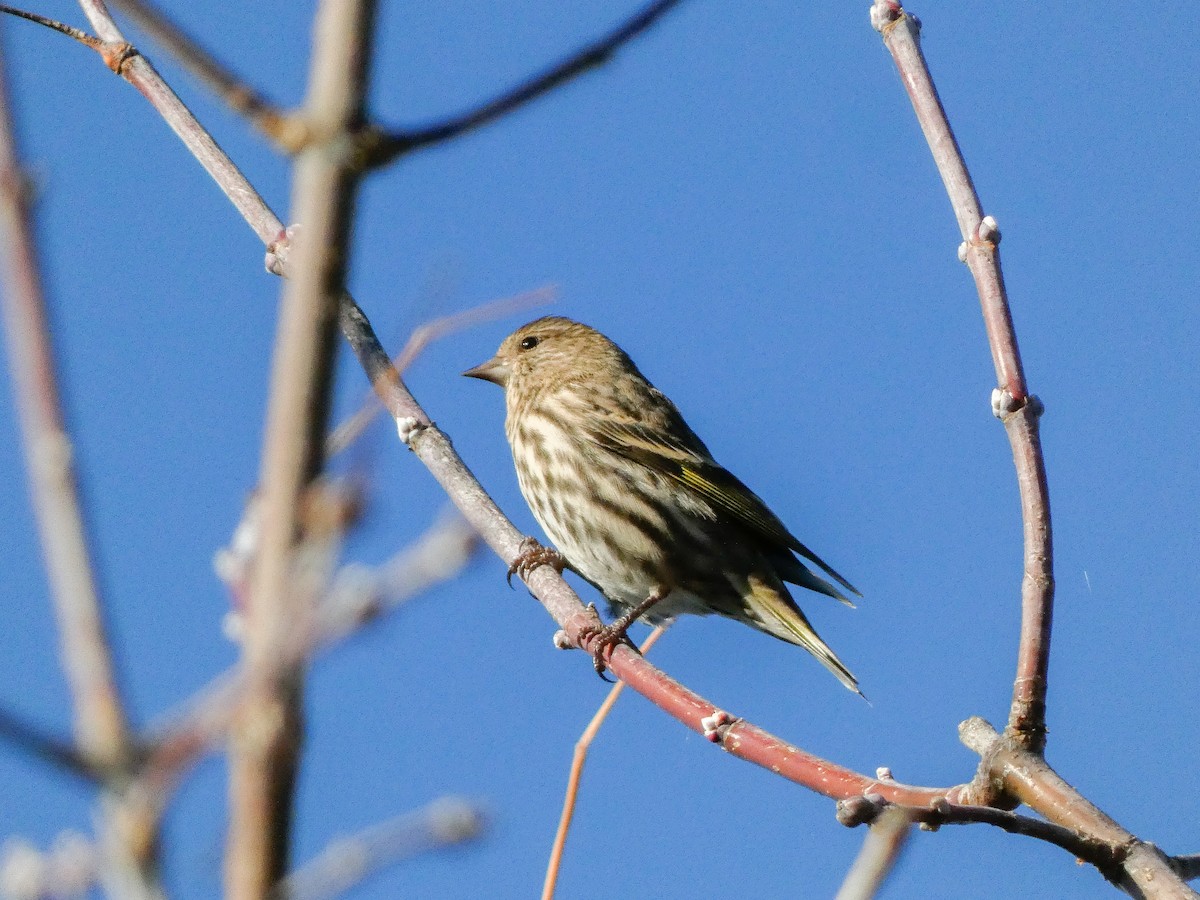 Pine Siskin - ML644525402