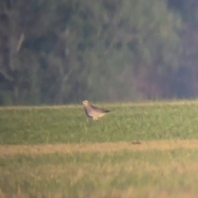 American Golden-Plover - ML644525403