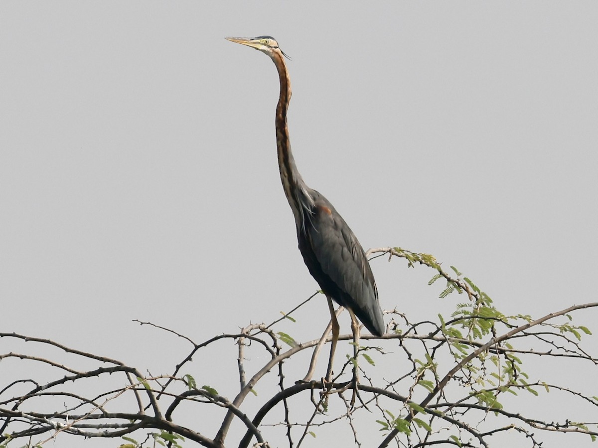 Koartza gorria - ML644525409