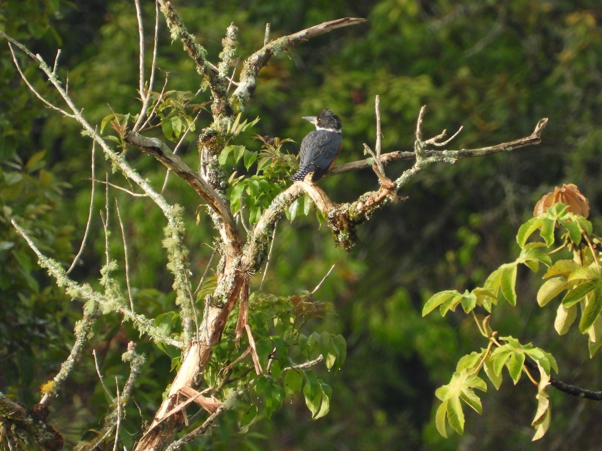 クビワヤマセミ - ML644525410