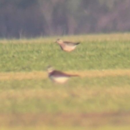 American Golden-Plover - ML644525412
