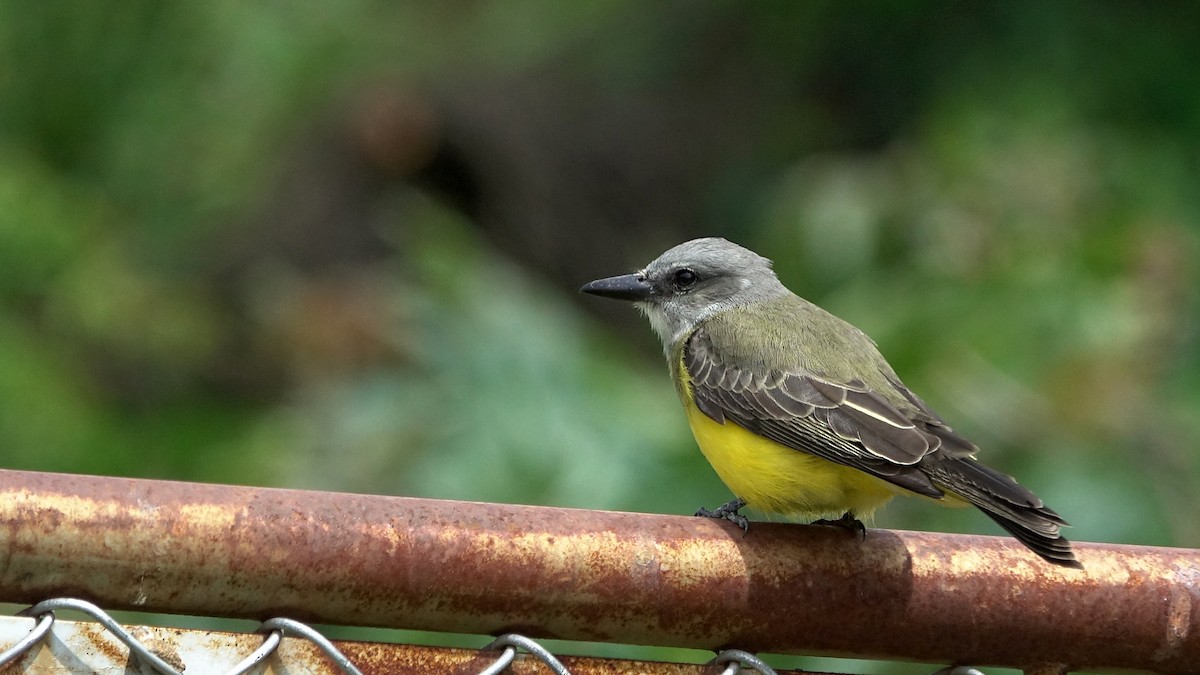 Tropical Kingbird - ML644525420