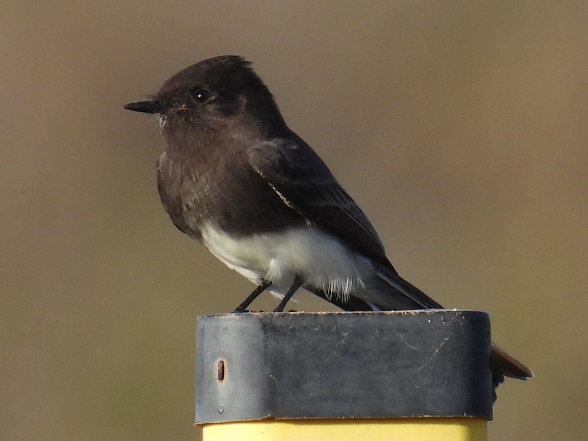 Black Phoebe - ML644525423