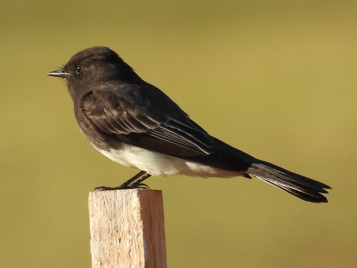 Black Phoebe - ML644525424