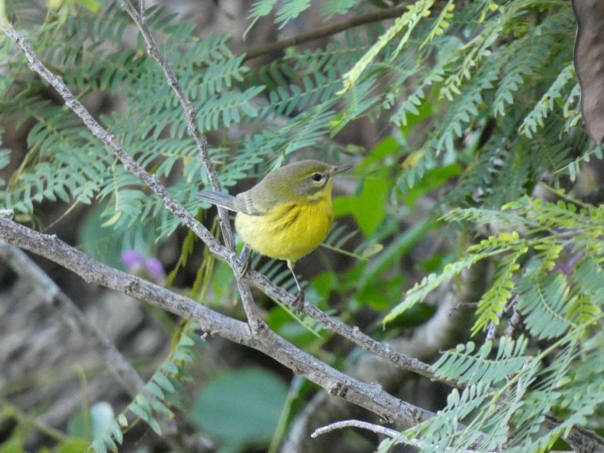 Prairie Warbler - ML644525428