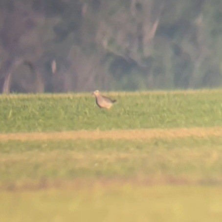 American Golden-Plover - ML644525433