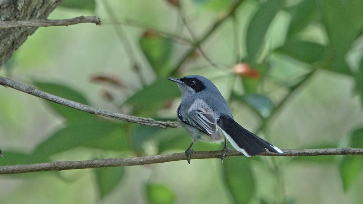 maskemyggsmett - ML644525435