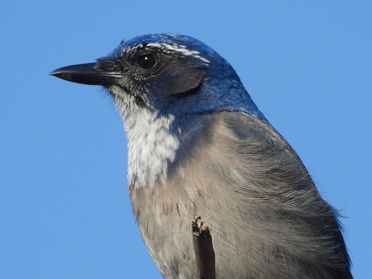 California Scrub-Jay - ML644525442