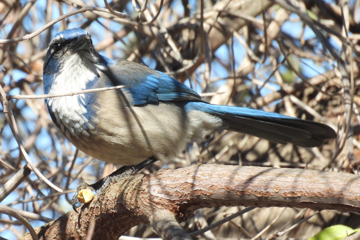 California Scrub-Jay - ML644525443