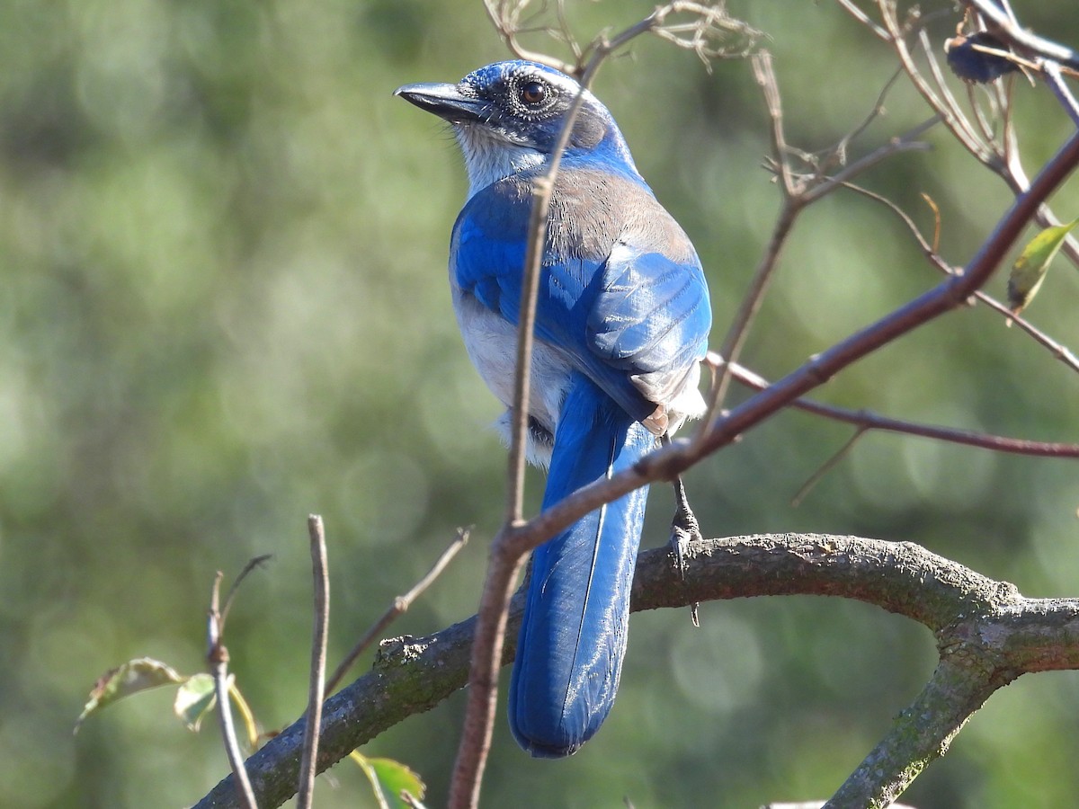 California Scrub-Jay - ML644525444