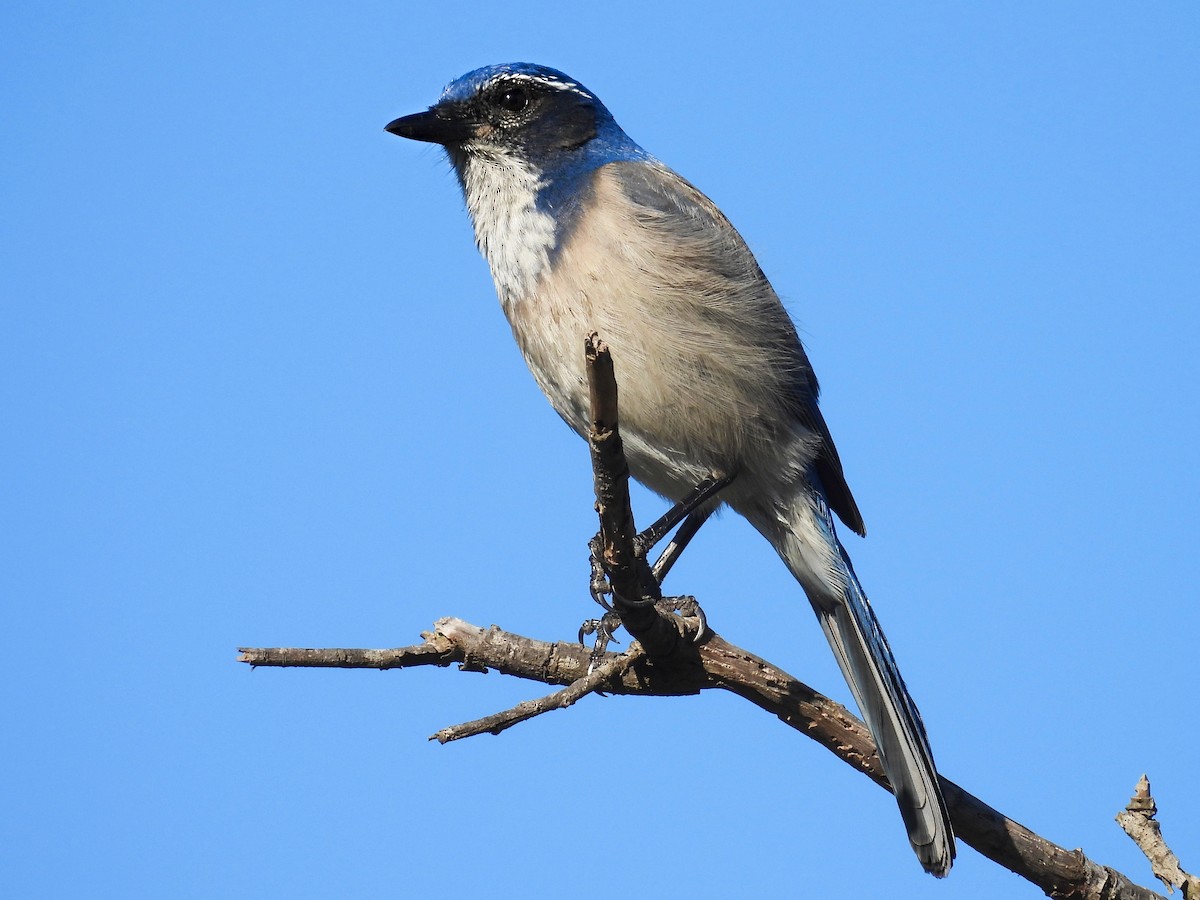 California Scrub-Jay - ML644525445