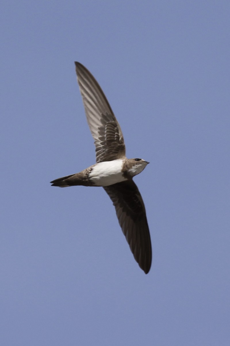 alpeseiler - ML644525448