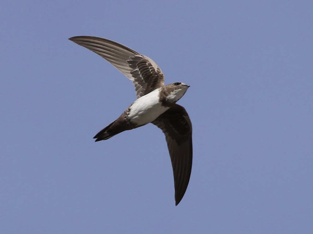 alpeseiler - ML644525449