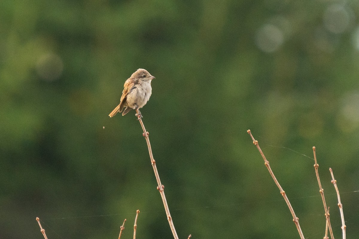 Kızıl Sırtlı Örümcekkuşu - ML644525451