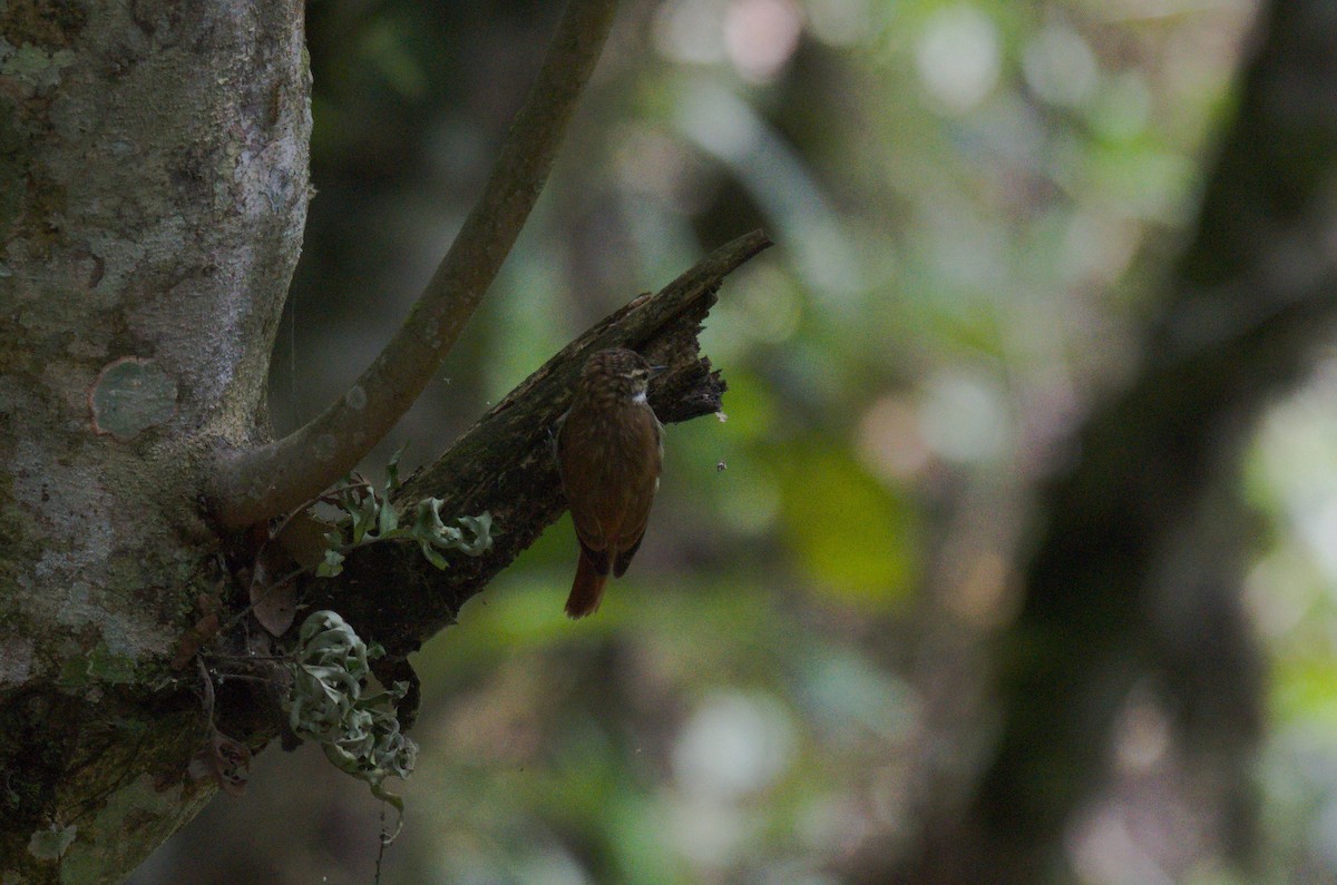 Піколезна руда - ML644525457