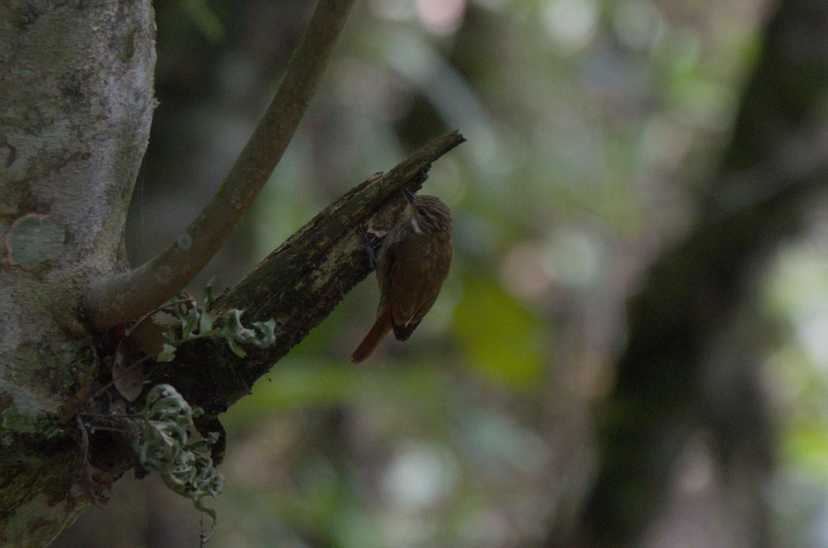 Піколезна руда - ML644525458