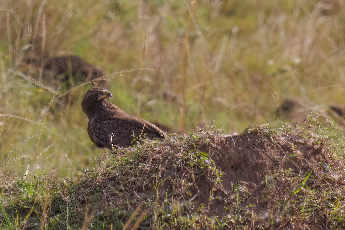Augur Buzzard - ML644525460