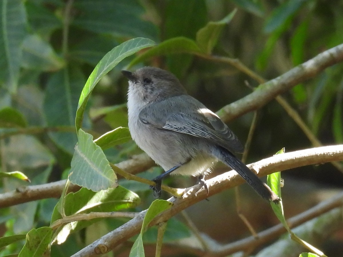 Bushtit (Pacific) - ML644525461