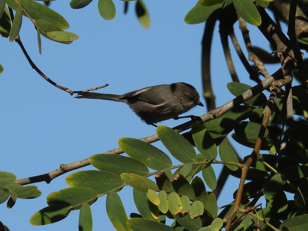 Bushtit (Pacific) - ML644525462