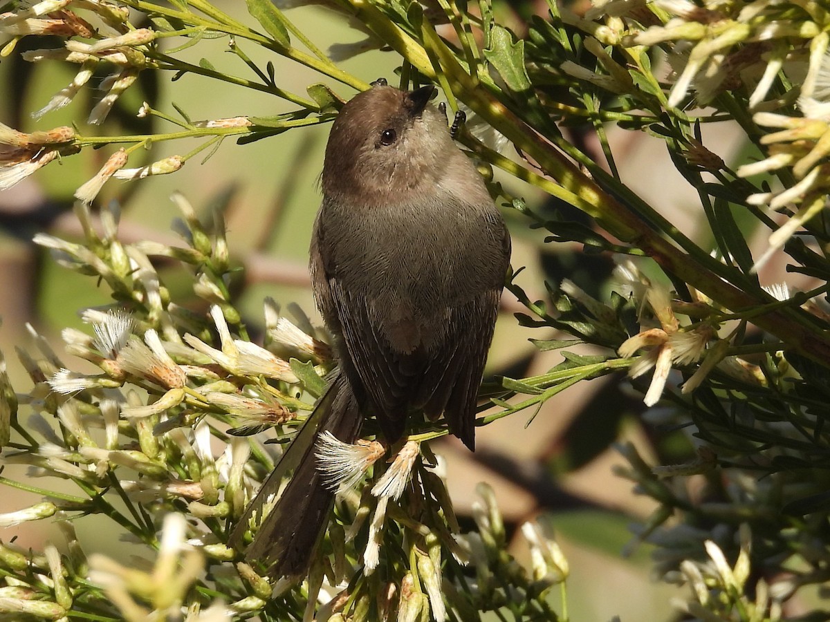 Bushtit (Pacific) - ML644525463