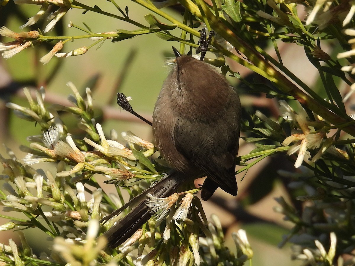 Bushtit (Pacific) - ML644525465