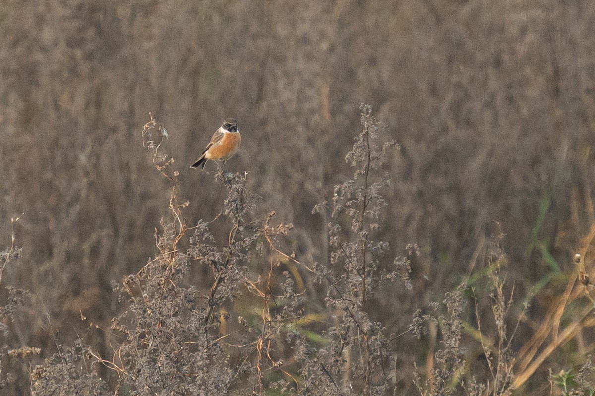 Taşkuşu - ML644525467