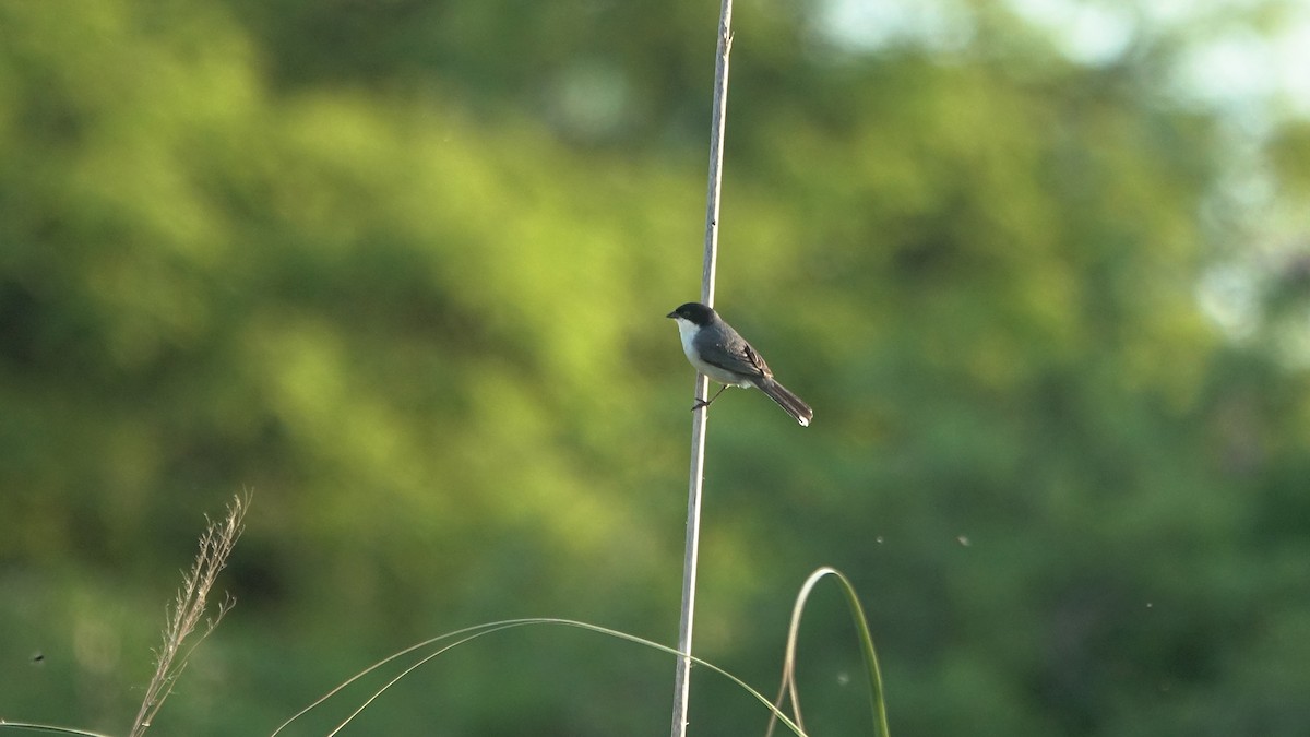 Black-capped Warbling Finch - ML644525468