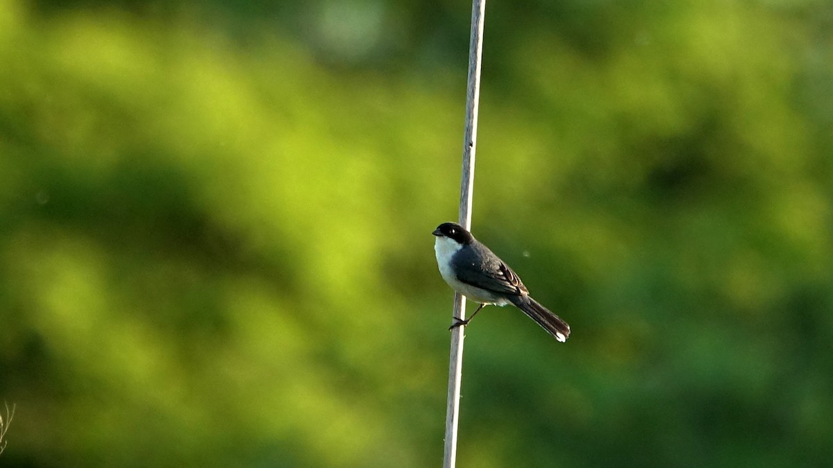 Black-capped Warbling Finch - ML644525469