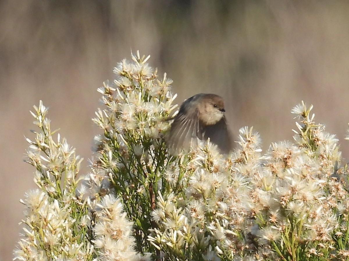 Bushtit (Pacific) - ML644525472